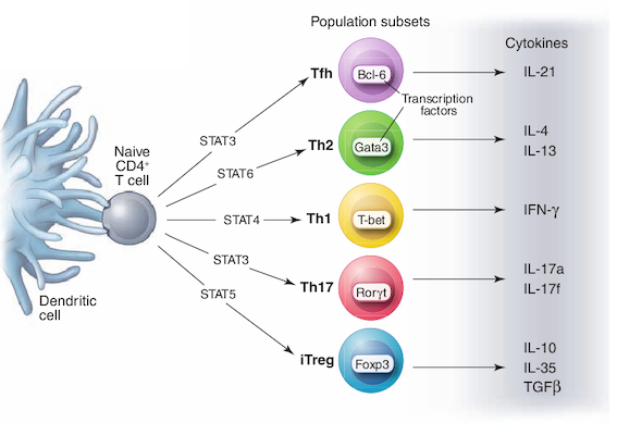 T helper cell lineages