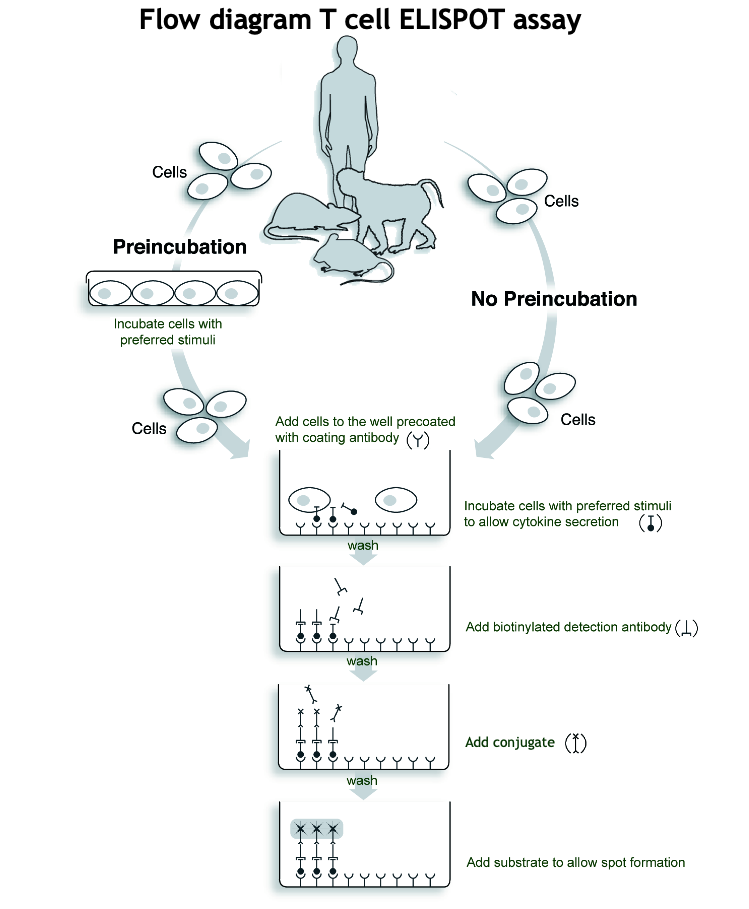 Flow diagram T cell ELISPOT assay